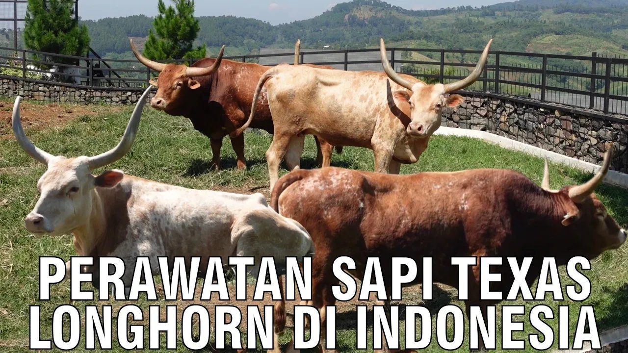 
                                 Pemeliharaan-Sapi-Texas-Longhorn-Di-Indonesia